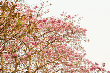 Fototapety  Kwitnące różowe drzewo trąbkowe lub kwiat Tabebuia rosea w parku na świeżym powietrzu