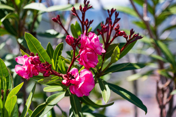 Oleander findet man in verschiedenen Farben