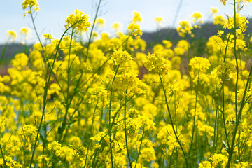 Obraz premium Raoeseed Feeld With Blooming Canola