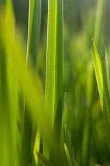 Fototapeta na wymiar Macro Clean fresh green grass photography