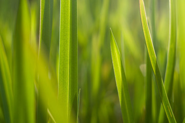 Macro Clean fresh green grass photography