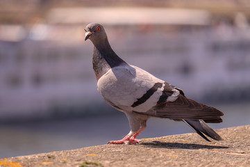 Pombo