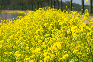 Raoeseed Feeld With Blooming Canola