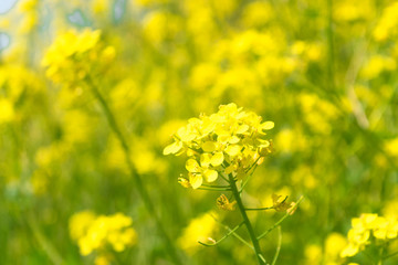 Raoeseed Feeld With Blooming Canola