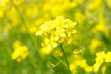 Raoeseed Feeld With Blooming Canola