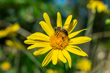 A bee with its legs full of pollen resting on a yellow daisy