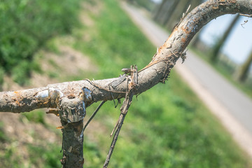 Old Rusty Bike Lay in Grass