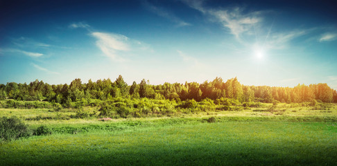 Forest trees landscape panoramic