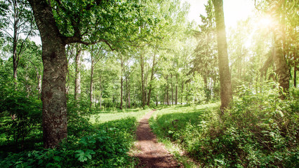 Beautiful forest background