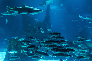 Aquarium