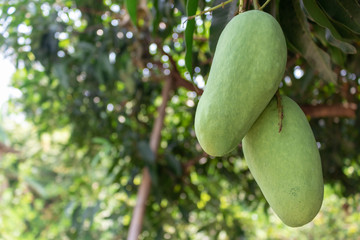 Close up photos of mangoes on the tree