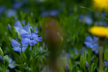 Vínca Periwinkle flower close-up photography