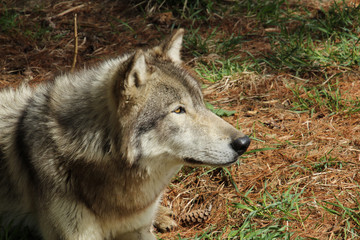 Watching the Treeline