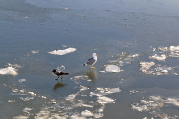 Crow and Seagull on the ice of a frozen river