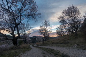 Fototapeta premium Almond trees in the field of Morella at sunset