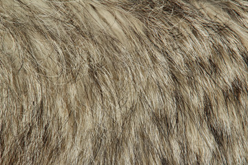 Wolf Fur Up Close