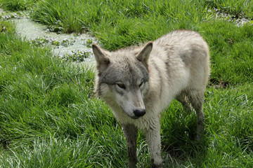 Obraz premium Wolf in the Mud