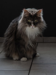 Maine Coon Rassekatze