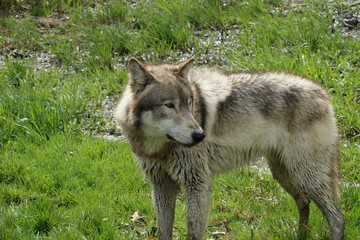 Fototapeta premium Wolf Looking Over Shoulder