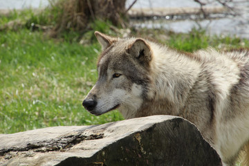 Wolf Looking Over the Log