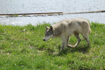 Fototapeta premium Wolf Running Along the Shore