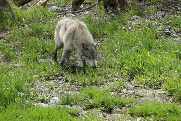 Wolf Sneaking through the Mud