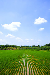 This is a rice paddy in Sangju-si, Korea.