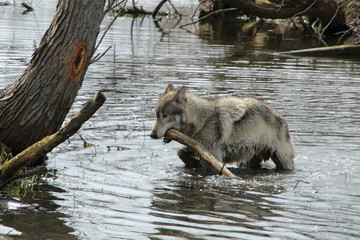 Wolf with Stick