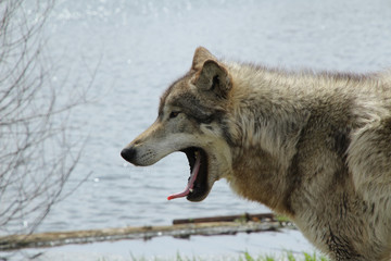 Yawning Wolf