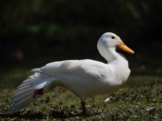 weißes Ente spreiizt die Flügel im Sonnenlicht