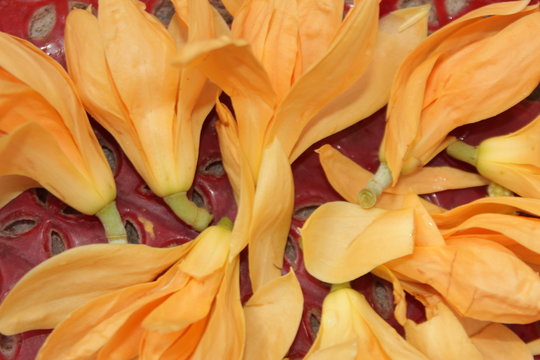 Bouquet of Magnolia champaca, known in English as champak for background