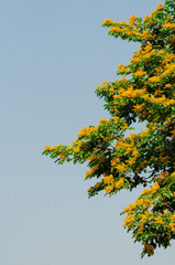 Fototapeta premium Burma padauk or Pterocarpus macrocarpus flower tree