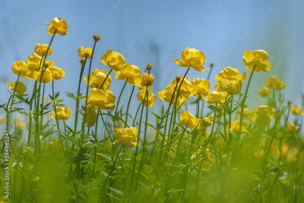 Wall mural flowers yellow meadow blue sky