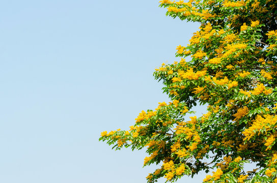 Burma padauk or Pterocarpus macrocarpus flower tree