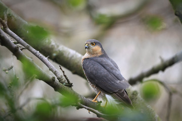 Wilder Sperber jagt im Garten