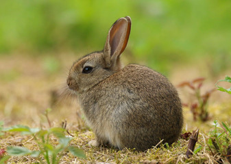 Wild Rabbit (Oryctolagus cuniculus).  Taken in the Welsh countryside, Wales, UK