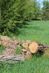 Obraz premium nature wildlife sustainability