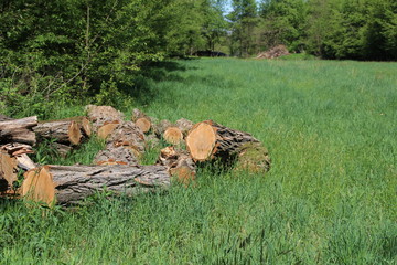 nature wildlife sustainability