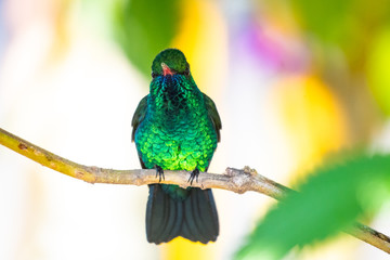 A Blue-chinned Sapphire hummingbird perching on a branch in a garden.
