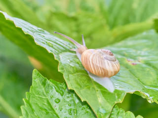 カタツムリ　後ろ姿　アジサイの葉