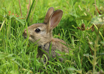 Wild Rabbit (Oryctolagus cuniculus).  Taken in the Welsh countryside, Wales, UK
