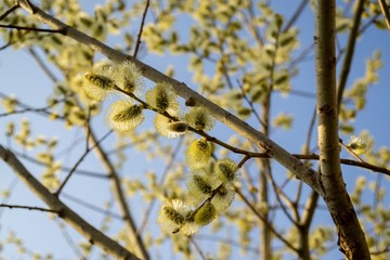Spring tree flowering. Branch of willow wkith catkins - lamb's-tails. Slovakia