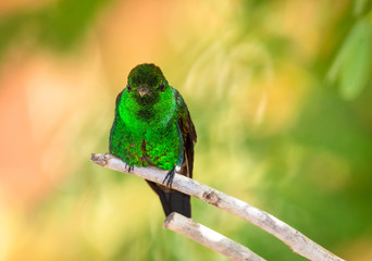 A Copper-rumped hummingbird perching on a branch looking at the camera.