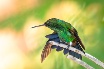 A Copper-rumped hummingbird stretching in a tree in a garden.