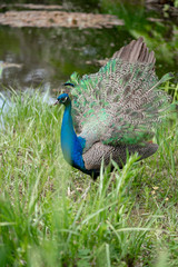 Fototapeta premium young peacock by the lake in the park