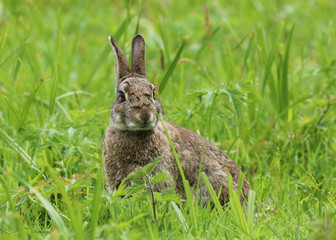 Wild Rabbit (Oryctolagus cuniculus).  Taken in the Welsh countryside, Wales, UK