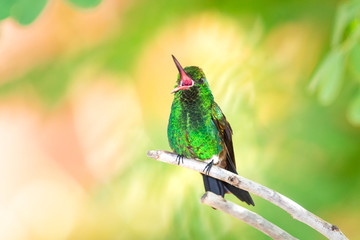 A Copper-rumped hummingbird with his beak open on a branch in a tree.