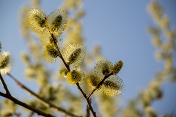 Spring tree flowering. Branch of willow wkith catkins - lamb's-tails. Slovakia