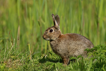 Wild Rabbit (Oryctolagus cuniculus).  Taken in the Welsh countryside, Wales, UK