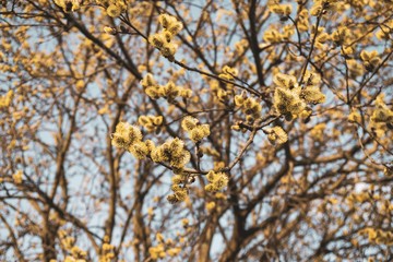 Spring tree flowering. Branch of willow wkith catkins - lamb's-tails. Slovakia